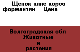 Щенок кане корсо формантин  › Цена ­ 18 000 - Волгоградская обл. Животные и растения » Собаки   . Волгоградская обл.